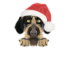 German Wirehair Merry Christmas