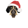 German Wirehair Merry Christmas