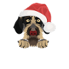 German Wirehair Merry Christmas
