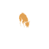 World's greatest chihuahua dad