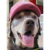 The Charlie Dog