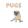 Pug