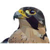 Falke