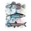 Fish triptych