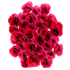 Rose drawn