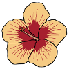 Hibiskus