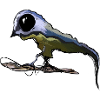 Blaumeise Zombie