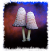 Weisse Pilze