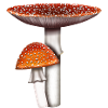 Toadstool Amanita muscaria