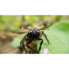 Blue Wood Bee Macro Photography