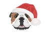 Bouledogue anglais Joyeux Noël