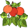 Apples