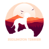 Bedlington Terrier
