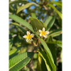 Frangipani