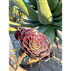 Aeonium