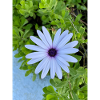 Margarite