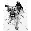 Dog view