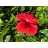 Hibiskus