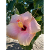 Hibiskus