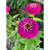 Pinke Blume