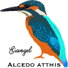 Kingfisher, scientific / German name