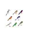 Oiseaux chanteurs du monde