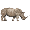 Rhinoceros from the side