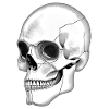 Skull Skull Side Graphic