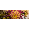 Blume Dahlie