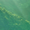 Mountain forest