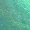 Luminous forest