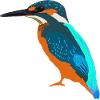 Kingfisher, nom scientifique / allemand