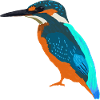 Kingfisher, nom scientifique / anglais