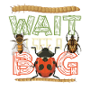 Wait, I see an insect