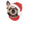 French Bulldog Merry Christmas
