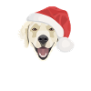 Golden Retriever Merry Christmas