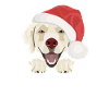 Golden Retriever Merry Christmas