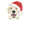 Golden Retriever Merry Christmas