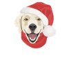 Golden Retriever Merry Christmas