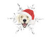 Golden Retriever Merry Christmas
