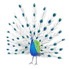 Peacock Feather Art