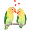Lovebirds
