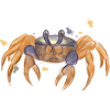 Crabe mignon