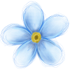Myosotis