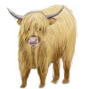 Highland Cow Art