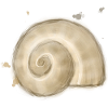 Snail Shell – Nature’s Spiral Illustration