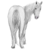 Cheval