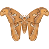 Giant Moth Drawing