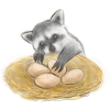 Cute Raccoon Egg Thief