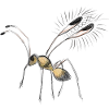 Tiny Fairyfly drawing